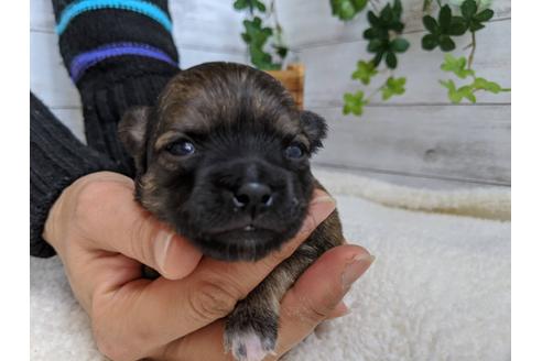 成約済の静岡県のチワワ(ロングコート)-87374の7枚目