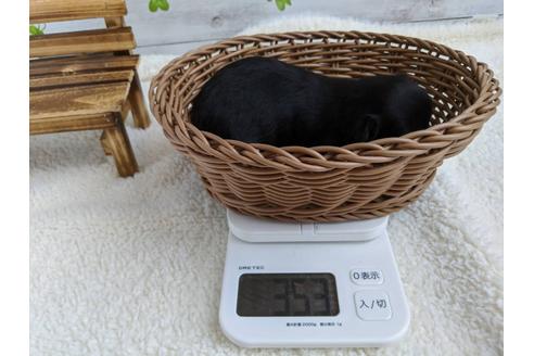 成約済の静岡県のチワワ(ロングコート)-87376の2枚目