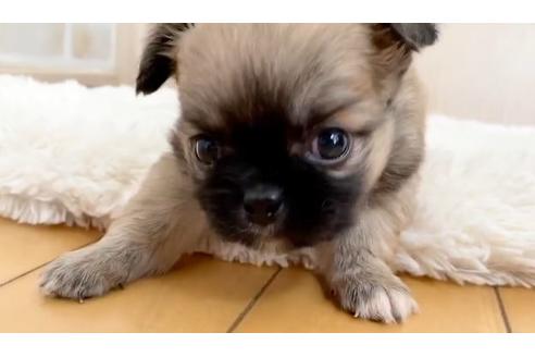 成約済の香川県のミックス犬-87381の2枚目