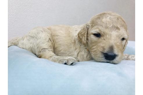 成約済の大分県のスタンダードプードル-87398の4枚目