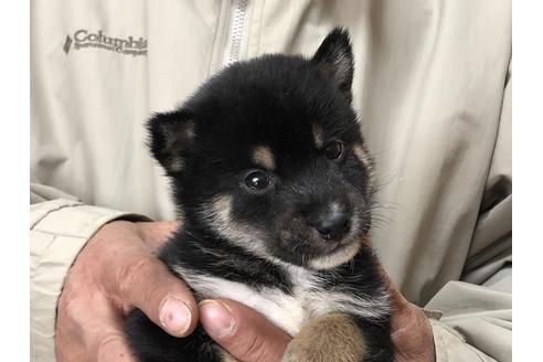 成約済の愛知県の柴犬-87415の1枚目