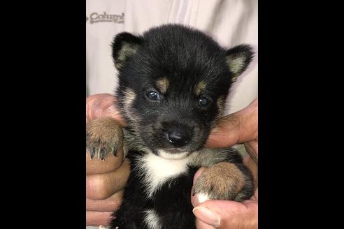 成約済の愛知県の柴犬-87416