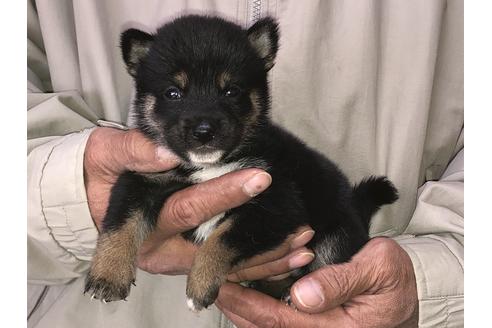 成約済の愛知県の柴犬-87416の2枚目