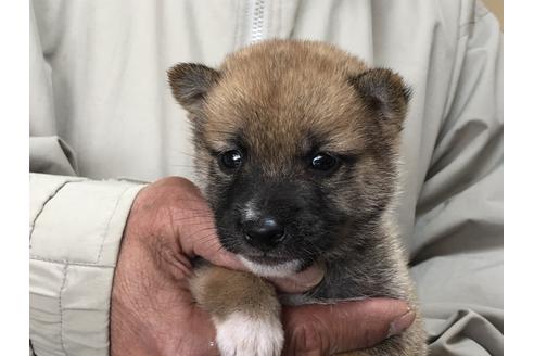 成約済の愛知県の柴犬-87422の1枚目