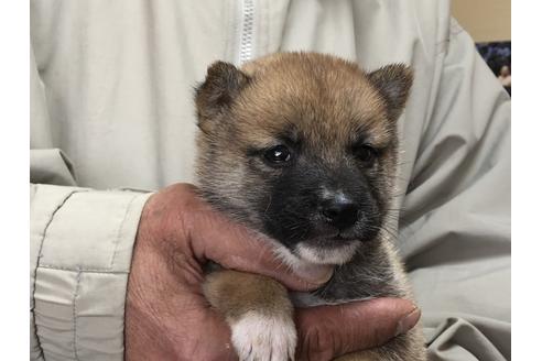 成約済の愛知県の柴犬-87422の5枚目