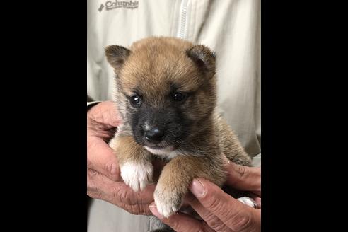 成約済の愛知県の柴犬-87422の4枚目