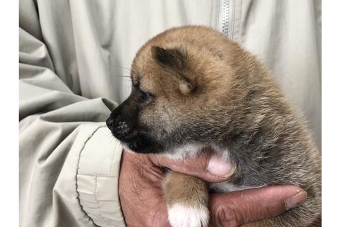 成約済の愛知県の柴犬-87422の3枚目