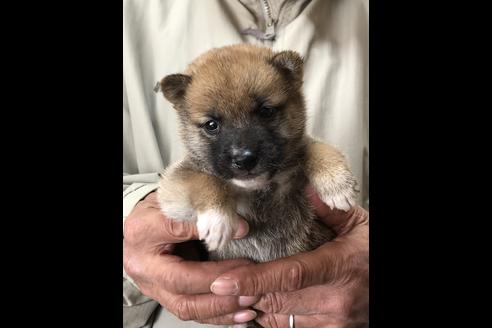 成約済の愛知県の柴犬-87422の2枚目