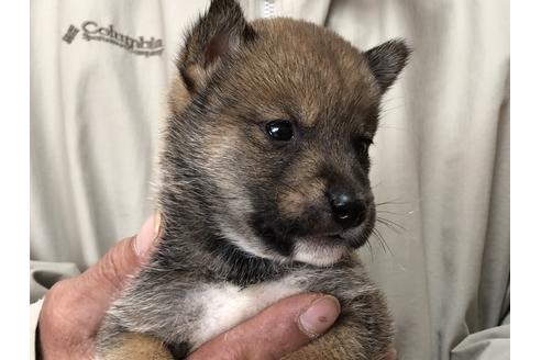 成約済の愛知県の柴犬-87424