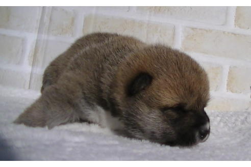 成約済の福岡県の豆柴-86774の10枚目