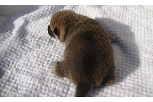 成約済の福岡県の豆柴-86774の9枚目