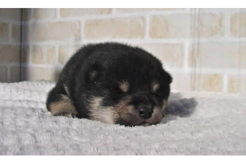 成約済の福岡県の豆柴-86775の5枚目