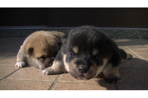 成約済の福岡県の豆柴-86775の4枚目