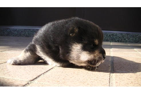 成約済の福岡県の豆柴-86775の3枚目