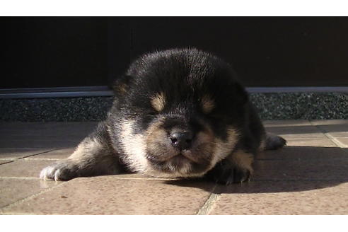 成約済の福岡県の豆柴-86775の2枚目