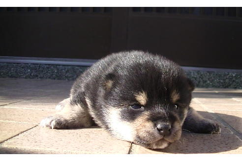 成約済の福岡県の豆柴-86775の1枚目