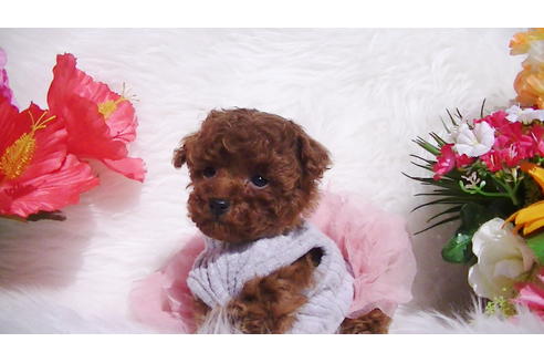 成約済の福岡県のティーカッププードル-84999の4枚目