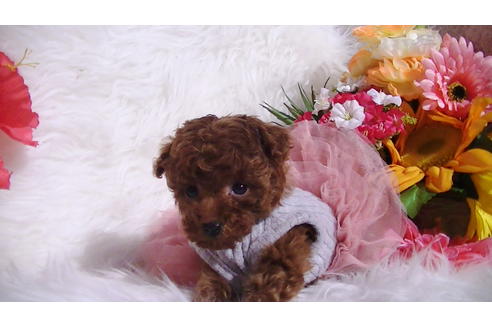 成約済の福岡県のティーカッププードル-84999の1枚目