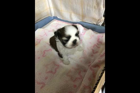 成約済の愛知県のシーズー-87444の5枚目