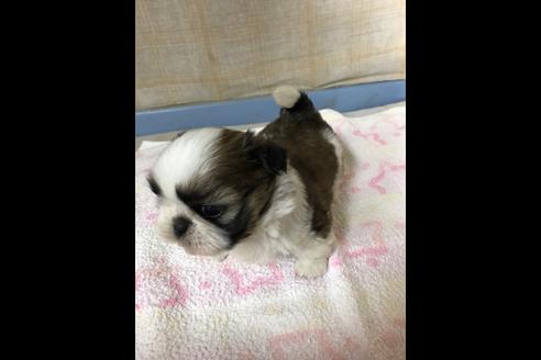 成約済の愛知県のシーズー-87444の6枚目