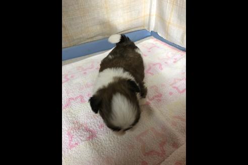 成約済の愛知県のシーズー-87444の2枚目