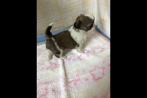 成約済の愛知県のシーズー-87445の2枚目