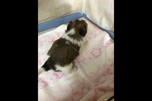 成約済の愛知県のシーズー-87446の7枚目