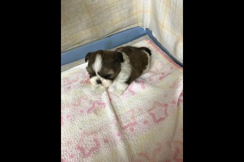 成約済の愛知県のシーズー-87446の5枚目