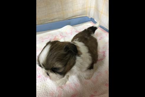 成約済の愛知県のシーズー-87446の6枚目
