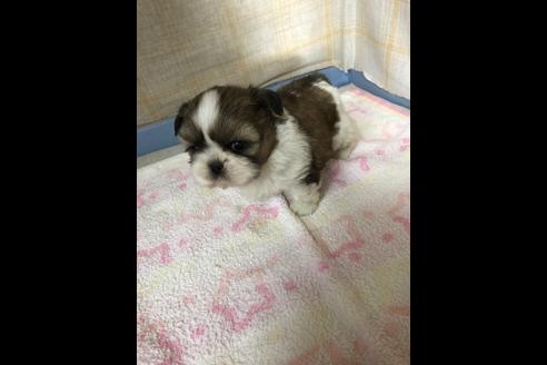 成約済の愛知県のシーズー-87446の3枚目