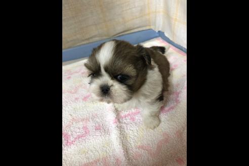成約済の愛知県のシーズー-87446の2枚目