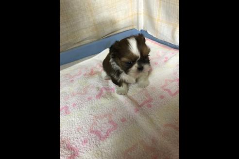 成約済の愛知県のシーズー-87447の4枚目