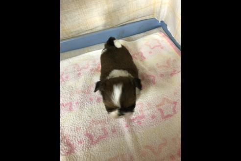 成約済の愛知県のシーズー-87447の3枚目