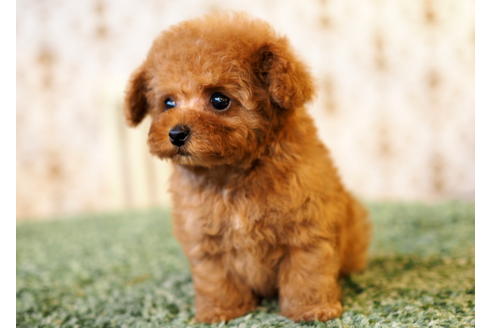 成約済の愛知県のトイプードル-87496の6枚目