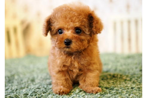 成約済の愛知県のトイプードル-87496の5枚目