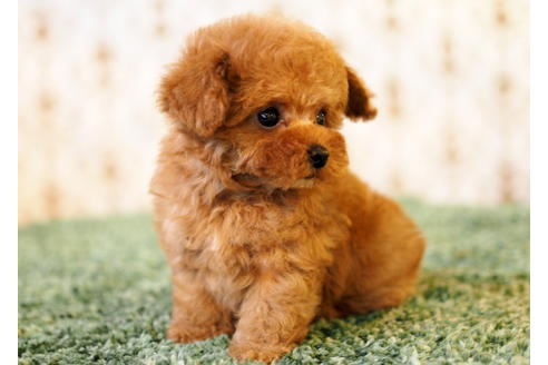 成約済の愛知県のトイプードル-87496の4枚目