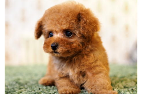 成約済の愛知県のトイプードル-87496の3枚目