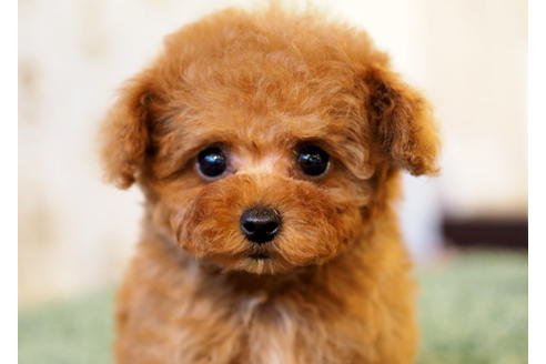 成約済の愛知県のトイプードル-87496の2枚目