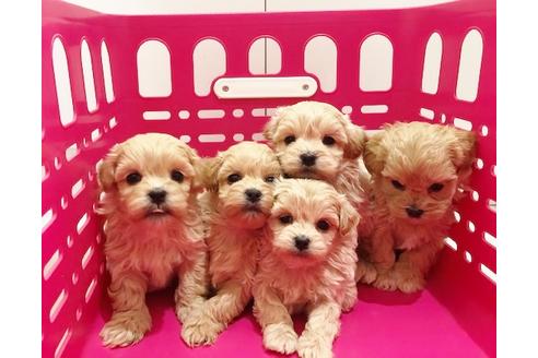 成約済の秋田県のミックス犬-86092の4枚目