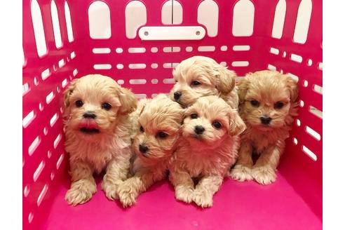 成約済の秋田県のミックス犬-86092の3枚目