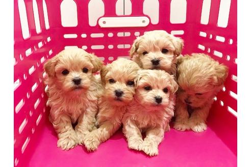 成約済の秋田県のミックス犬-86092の2枚目