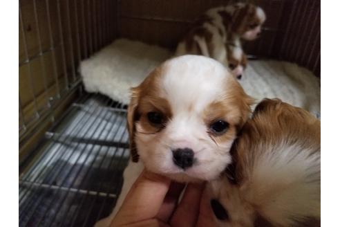 成約済の愛知県のキャバリアキングチャールズスパニエル-86988の4枚目