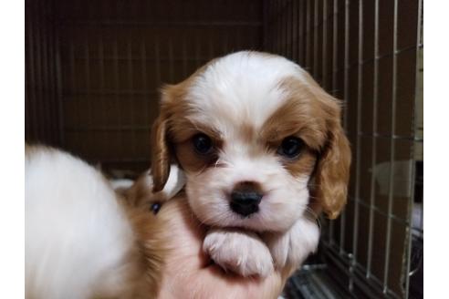 成約済の愛知県のキャバリアキングチャールズスパニエル-86988の1枚目
