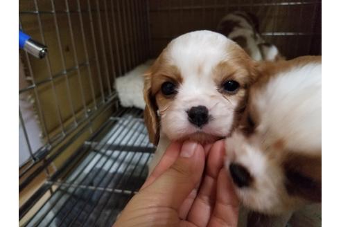 成約済の愛知県のキャバリアキングチャールズスパニエル-86988の2枚目