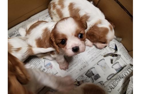 成約済の愛知県のキャバリアキングチャールズスパニエル-86989の4枚目