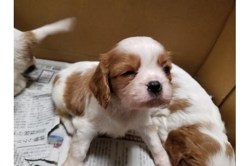 成約済の愛知県のキャバリアキングチャールズスパニエル-86989の3枚目