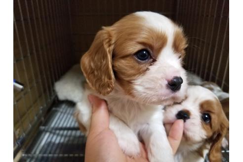 成約済の愛知県のキャバリアキングチャールズスパニエル-86989の2枚目