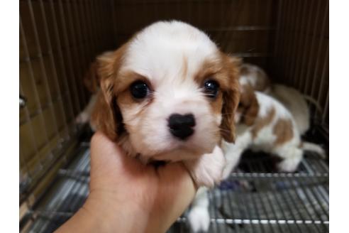 成約済の愛知県のキャバリアキングチャールズスパニエル-86989の1枚目