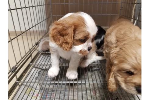成約済の愛知県のキャバリアキングチャールズスパニエル-86985の3枚目