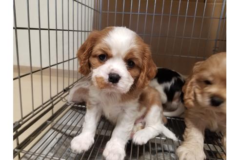 成約済の愛知県のキャバリアキングチャールズスパニエル-86985の2枚目